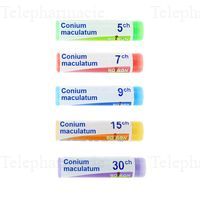 CONIUM MACULATUM